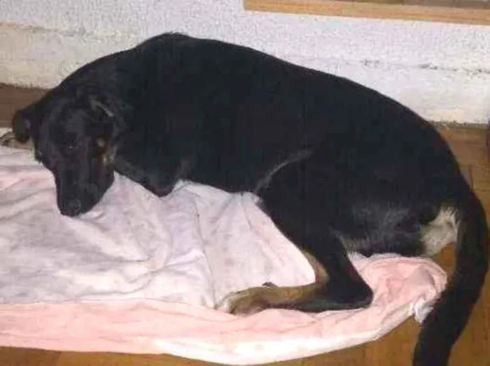 Cachorro ra a Vira lata idade 7 a 11 meses nome Nina
