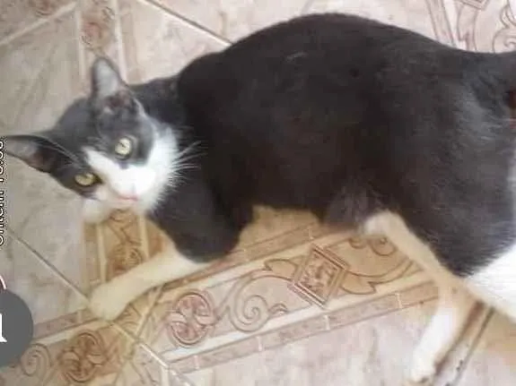 Gato ra a Sem raça definida  idade 1 ano nome Fred