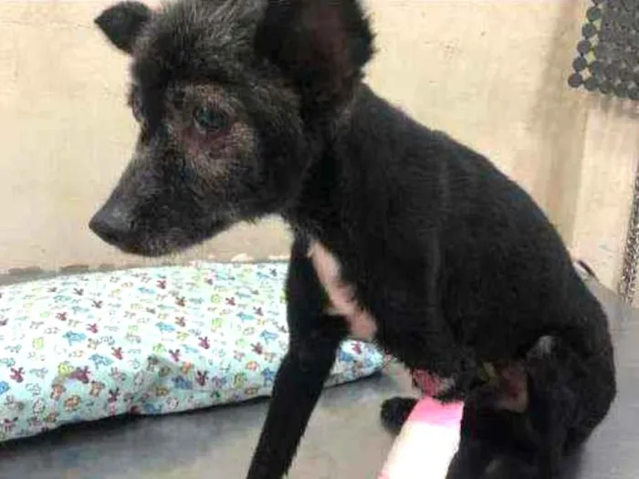 Cachorro ra a SRD idade 4 anos nome Timóteo