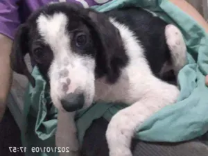 Cachorro raça SRD idade 2 a 6 meses nome Frederico