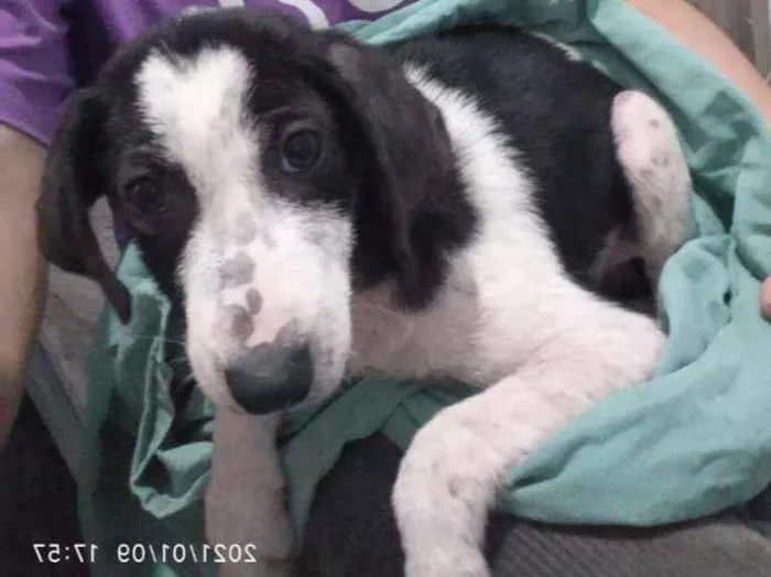 Cachorro ra a SRD idade 2 a 6 meses nome Frederico