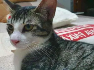 Gato raça  idade 2 a 6 meses nome Margarida