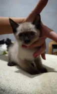 Bbs gatinhos