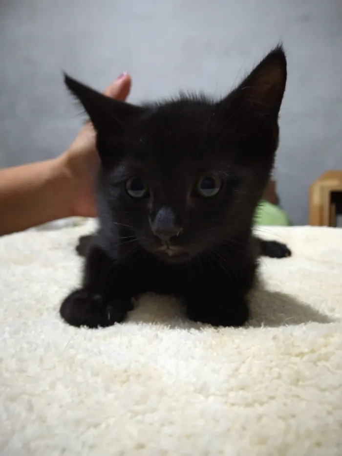 Gato ra a Srd idade 2 a 6 meses nome Bbs gatinhos