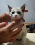 Bbs gatinhos
