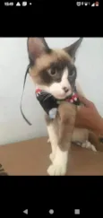 Bbs gatinhos