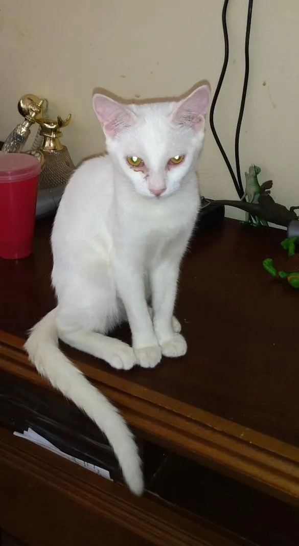 Gato ra a Srd idade 2 a 6 meses nome Bbs gatinhos