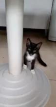 Bbs gatinhos