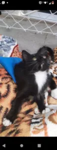 Bbs gatinhos