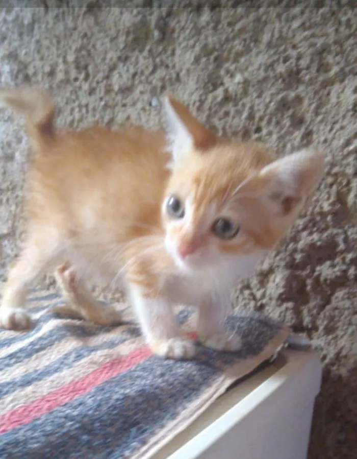 Gato ra a Srd idade 2 a 6 meses nome Bbs gatinhos
