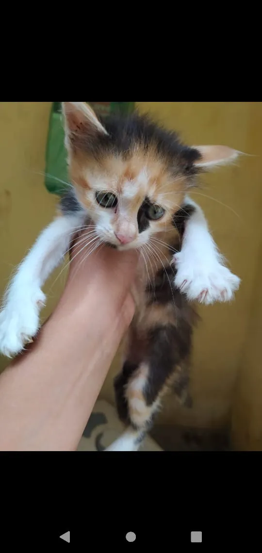 Gato ra a Srd idade 2 a 6 meses nome Bbs gatinhos