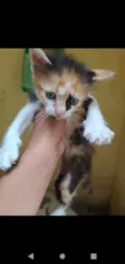 Bbs gatinhos