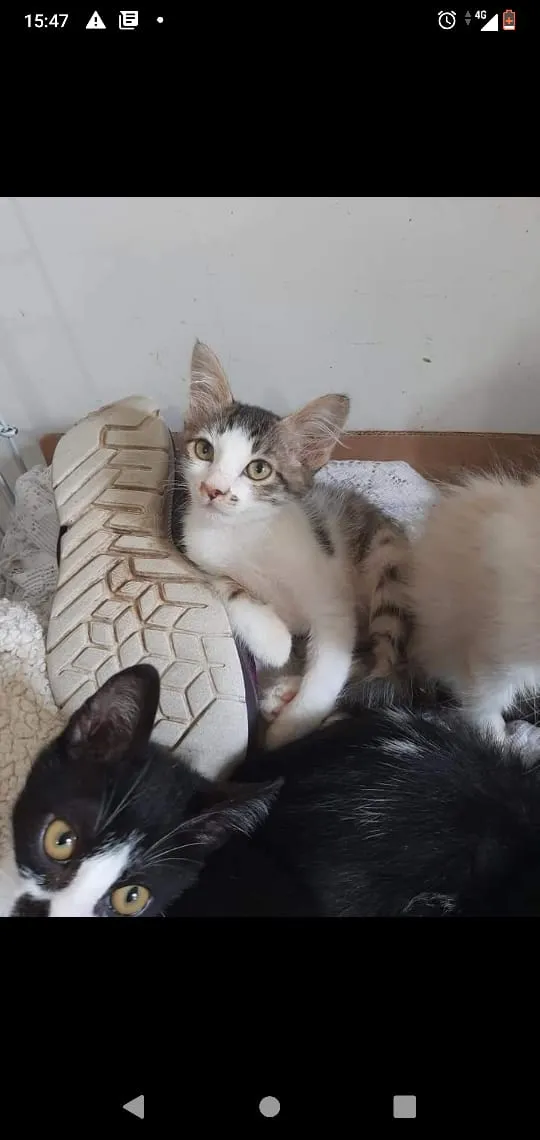 Gato ra a Srd idade 2 a 6 meses nome Bbs gatinhos
