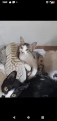 Bbs gatinhos