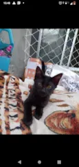 Bbs gatinhos