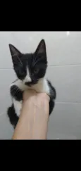Bbs gatinhos