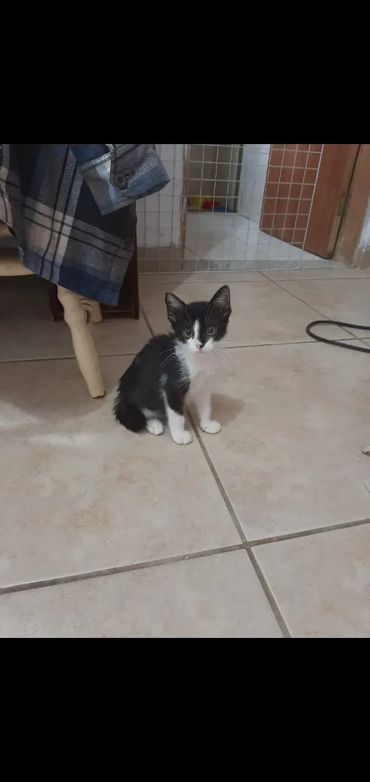 Gato ra a Srd idade 2 a 6 meses nome Bbs gatinhos