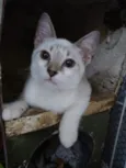 Bbs gatinhos