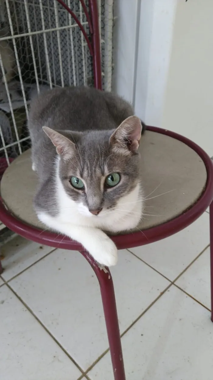 Gato ra a Srd idade 2 a 6 meses nome Bbs gatinhos