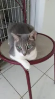 Bbs gatinhos