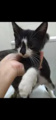 Bbs gatinhos