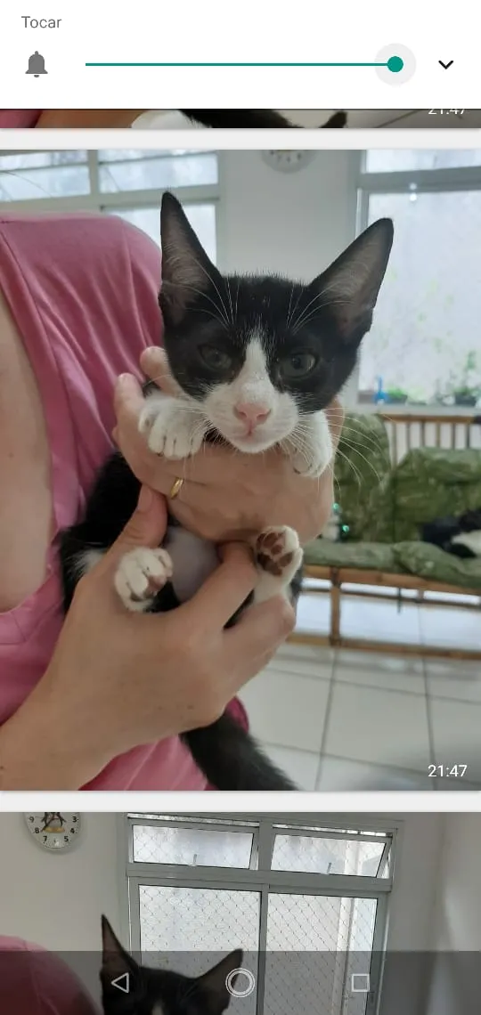 Gato ra a Srd idade 2 a 6 meses nome Bbs gatinhos