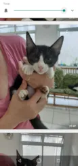 Bbs gatinhos