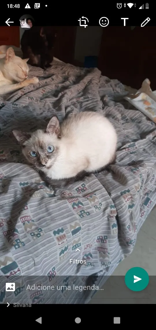 Gato ra a Srd idade 2 a 6 meses nome Bbs gatinhos