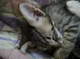 Bbs gatinhos