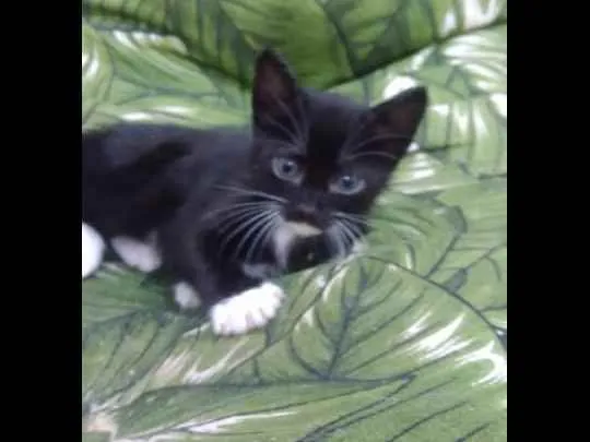 Gato ra a Srd idade 2 a 6 meses nome Bbs gatinhos