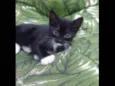 Bbs gatinhos