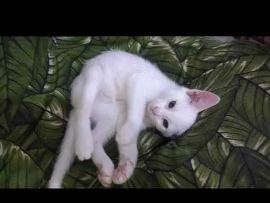 Gato ra a Srd idade 2 a 6 meses nome Bbs gatinhos