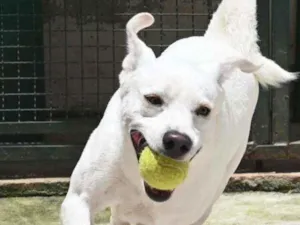 Cachorro raça Mestiço labrador idade 3 anos nome Ras