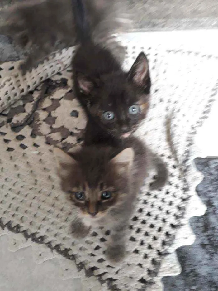 Gato ra a Felino idade Abaixo de 2 meses nome Felino