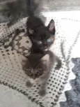 Felino