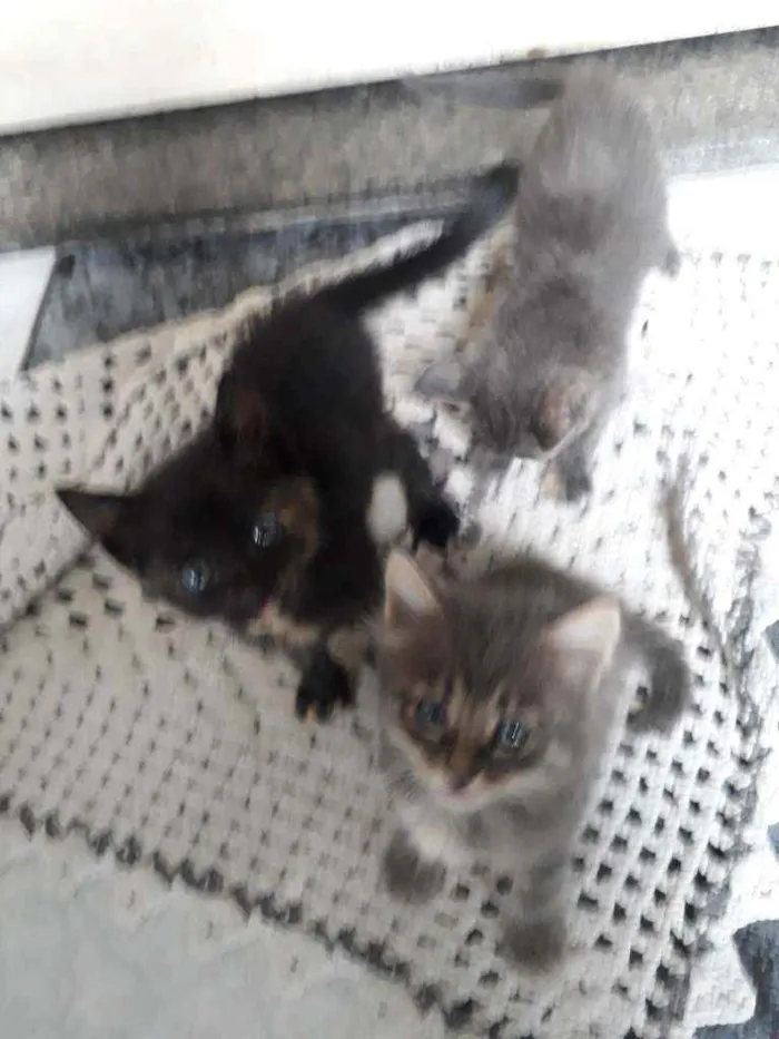 Gato ra a Felino idade Abaixo de 2 meses nome Felino