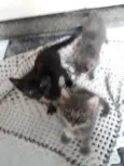 Felino