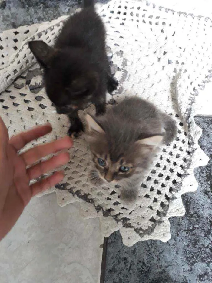 Gato ra a Felino idade Abaixo de 2 meses nome Felino