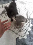 Felino
