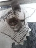Felino