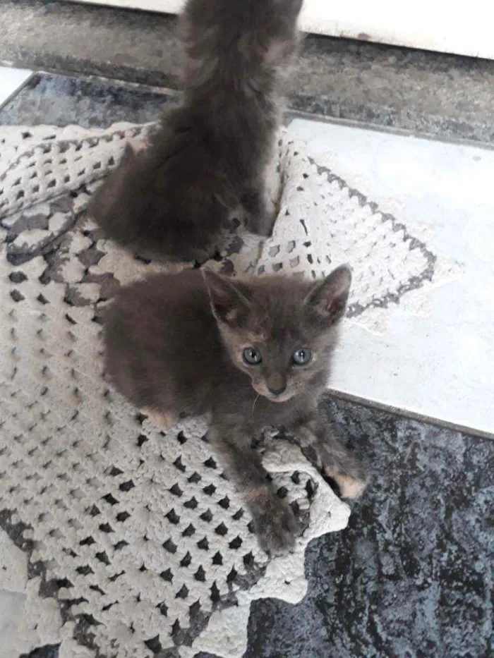 Gato ra a Felino idade Abaixo de 2 meses nome Felino