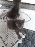 Felino