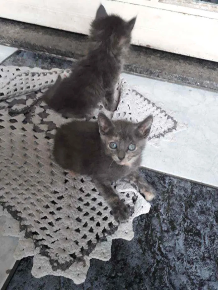 Gato ra a Felino idade Abaixo de 2 meses nome Felino
