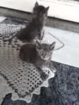 Felino