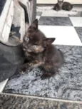Felino