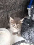 Felino