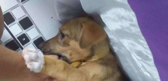 Cachorro raça mistura de pastor alemão com l idade 2 a 6 meses nome Nina