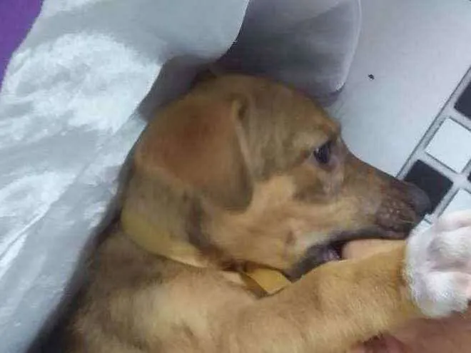 Cachorro raça mistura de pastor alemão com l idade 2 a 6 meses nome Nina