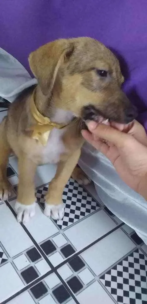 Cachorro raça mistura de pastor alemão com l idade 2 a 6 meses nome Nina