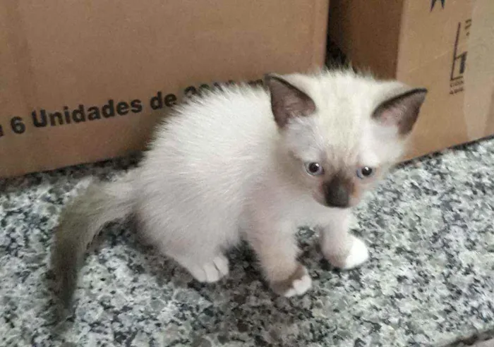 Gato ra a Siamês misto idade Abaixo de 2 meses nome Não tem nome